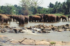 Pinnawela asilo elefanti 1.jpg